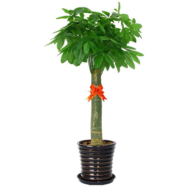 植物租賃公司推薦｜開業(yè)送綠植，這幾款高顏值又有寓意！