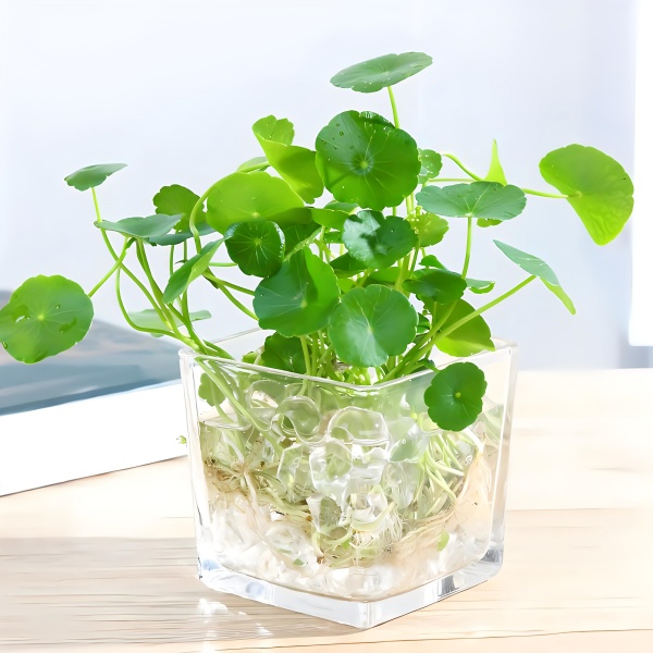 水培綠植養(yǎng)護，輕松好養(yǎng)又美觀