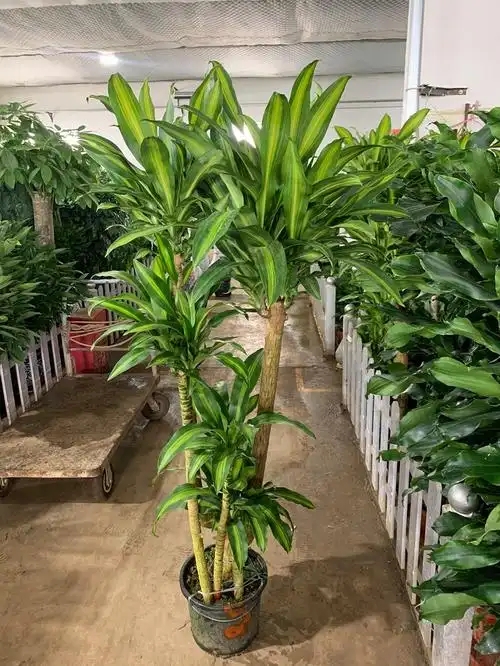 綠色服務(wù)興起，花木租賃與養(yǎng)護迎來新機遇