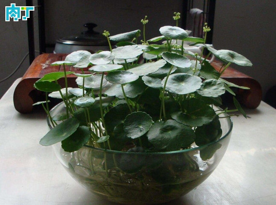 室內(nèi)植物的栽培及養(yǎng)護(hù)管理 室內(nèi)花卉植物怎么養(yǎng)